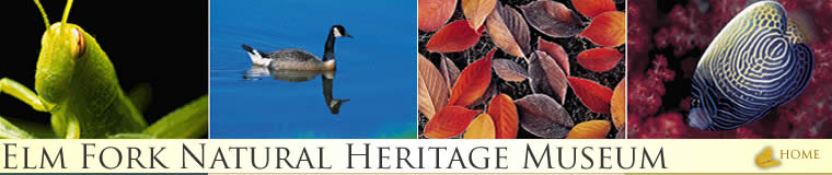 Elm Fork Natural Heritage Museum Logo
